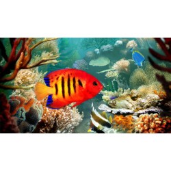 Breeding Livebearers Guppies and Swordtails